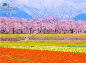 [HCM] Tour Nhật Bản Cung Đường Romantic Mùa Hoa Anh Đào 2026